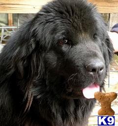 Newfoundland Puppies